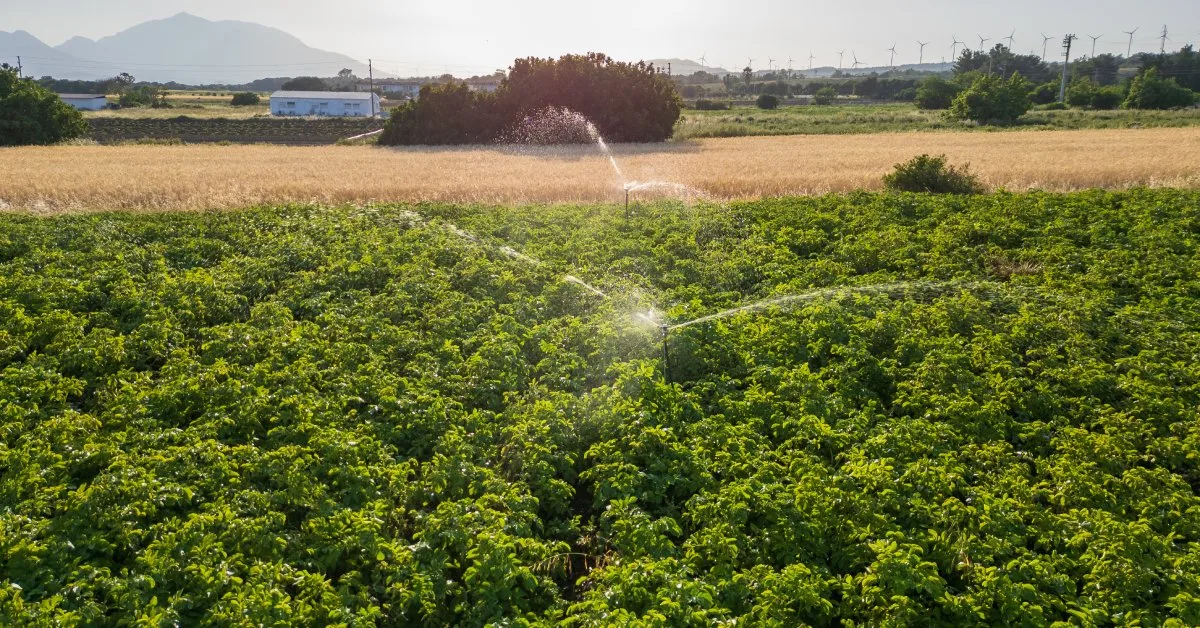 Sustainable Benefits of Introducing Smart Irrigation Systems Agricultural sprinklers spray water out over a green field of crops, which are planted next to a golden field of wheat.