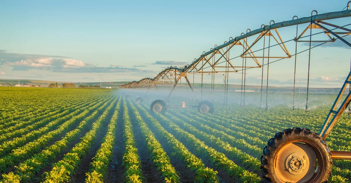 A large farm field with green crops growing in rows and a long irrigation system set up to water them.