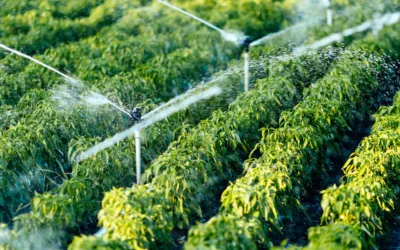 Choosing the Right Irrigation Method for Different Crops