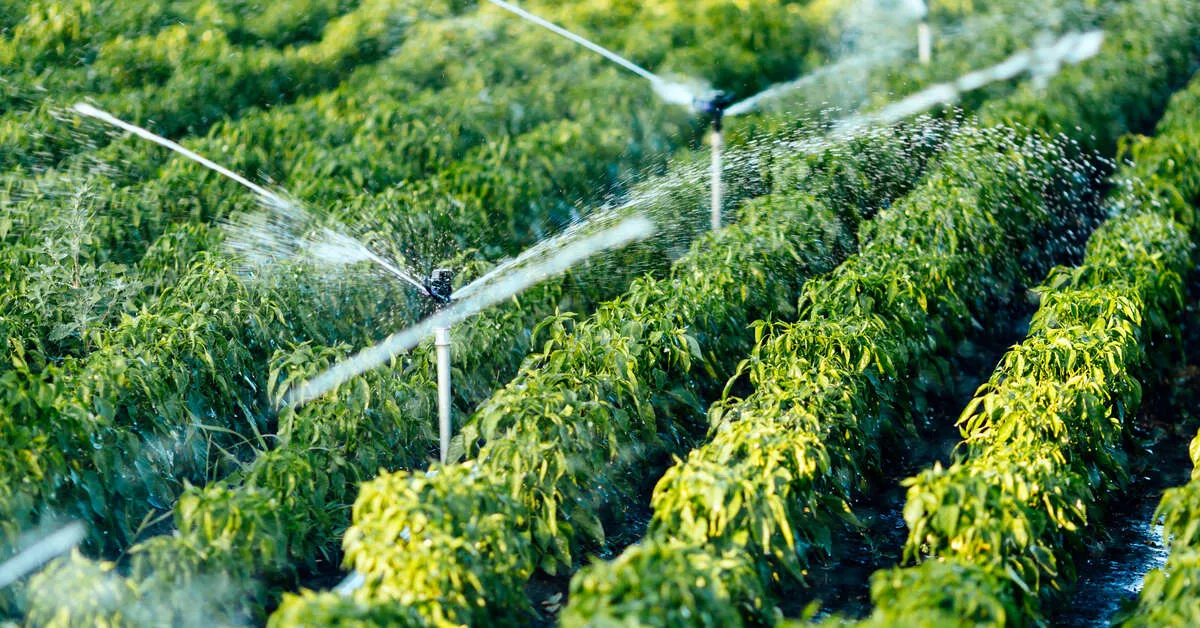 Rows of green, leafy crops with several sprinkler systems stationed in the ground in between them spraying water.
