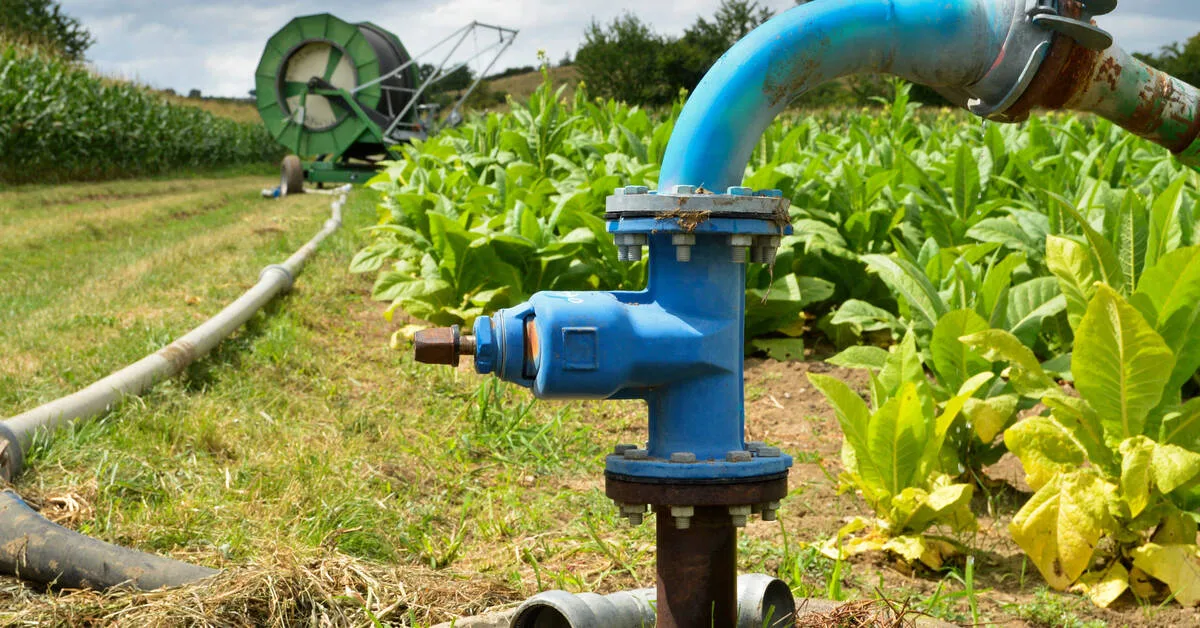 A blue pipe in a farmer's field connected to a hose reel in the distance. Crops grow around the grassy path.