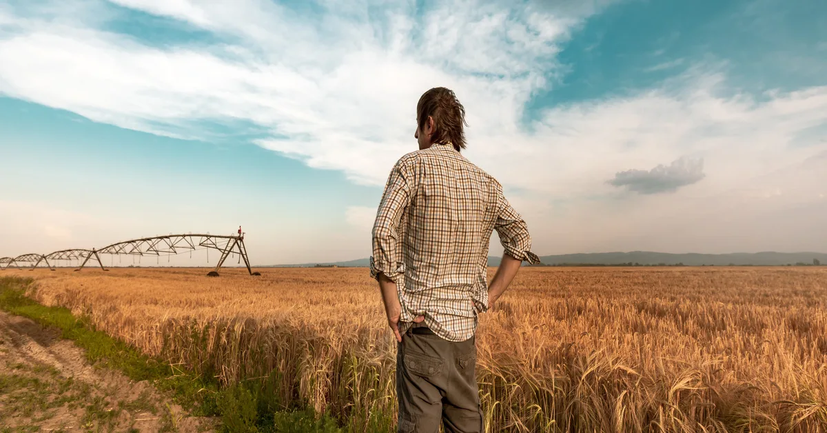 A man wearing a plaid shirt stands off to the side of a wheat field with his hands on his hips as the wind blows.