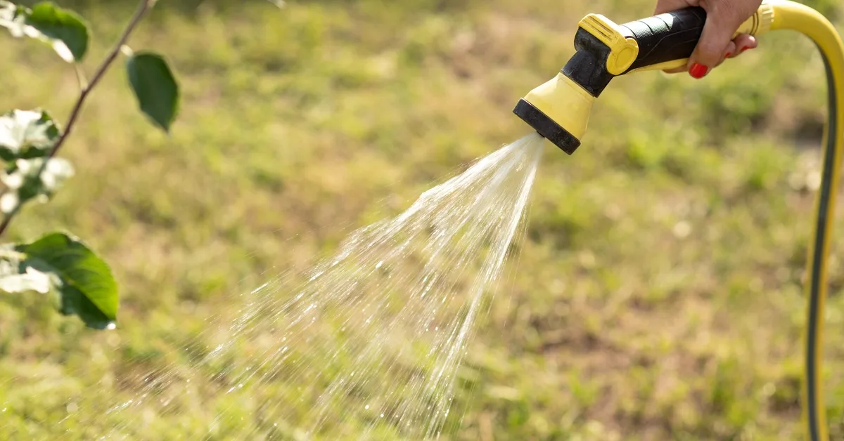 A close-up of a manicured hand holding a hose nozzle and manually spraying water on a nearby green plant. A close-up of a manicured hand holding a hose nozzle and manually spraying water on a nearby green plant.