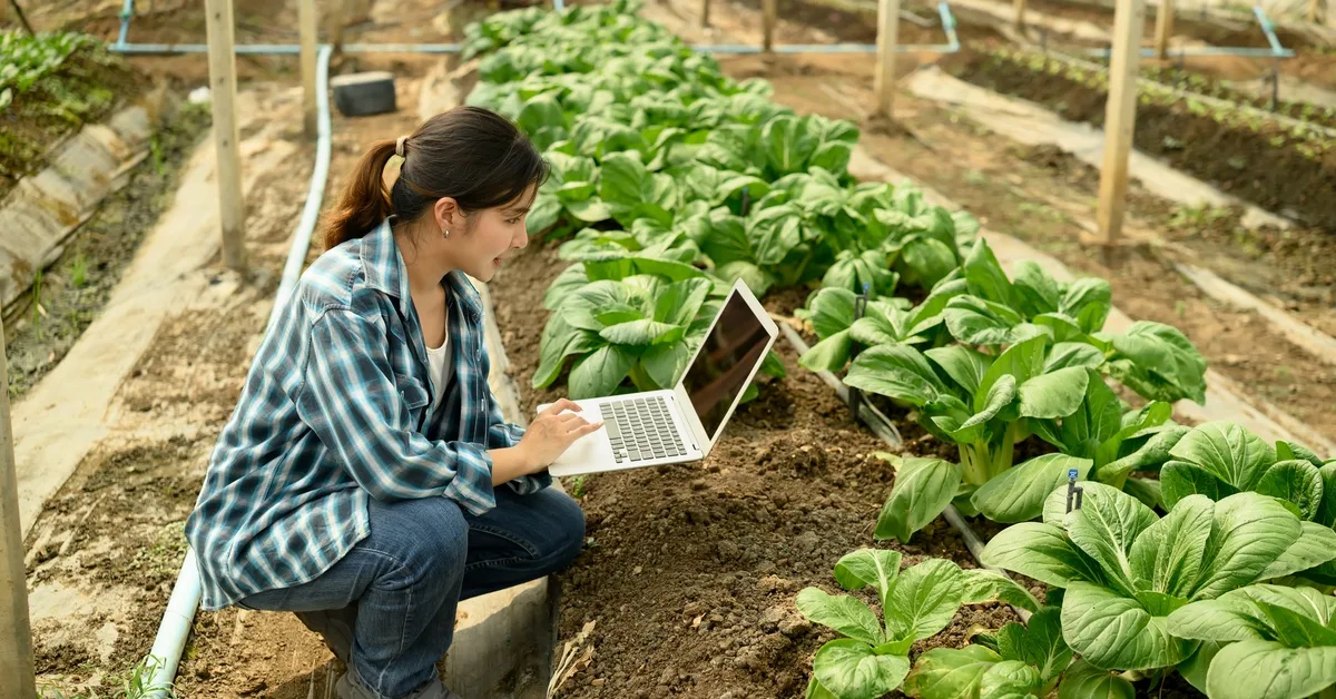 A woman wearing a plaid shirt kneels down next to a row of growing, green plants, holding a laptop computer. A woman wearing a plaid shirt kneels down next to a row of growing, green plants, holding a laptop computer.