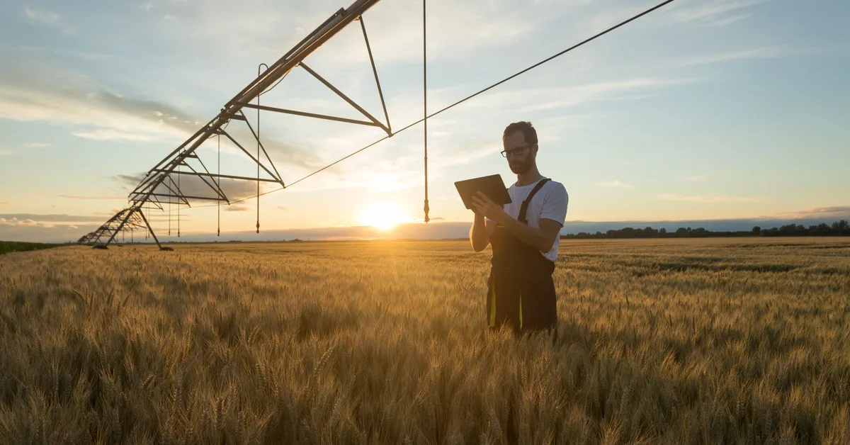 A farmer standing in a field of wheat at sunset or sunrise underneath an irrigation line and holding a tablet.