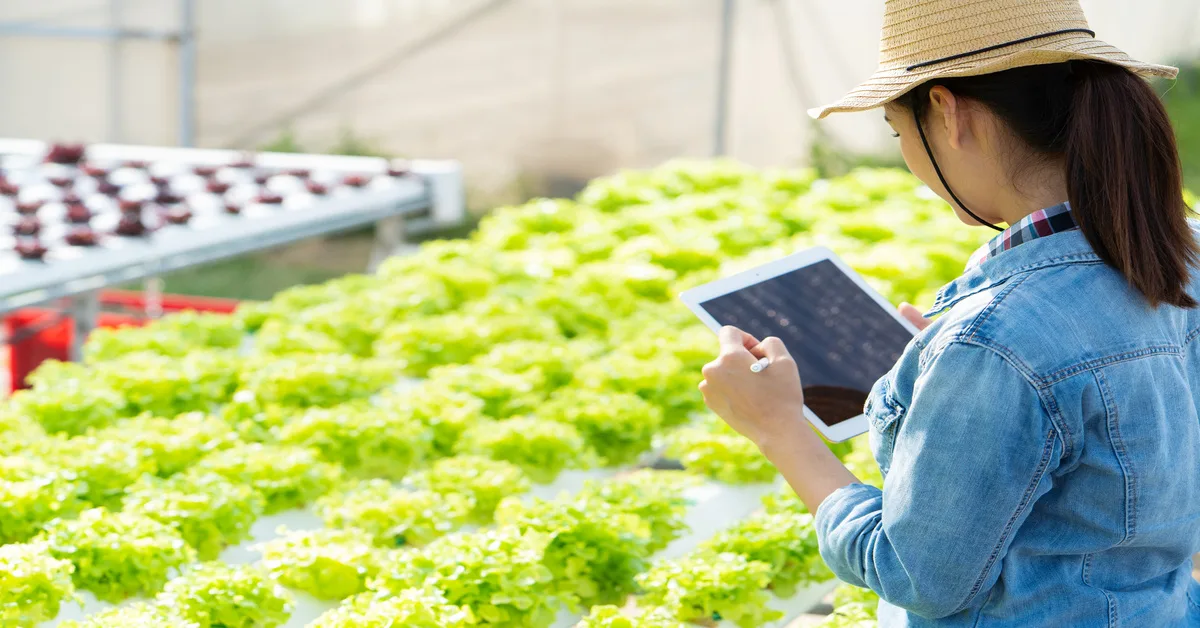 A female farmer wearing a sun hat and holding a tablet inspects rows of leafy green crops in front of her.