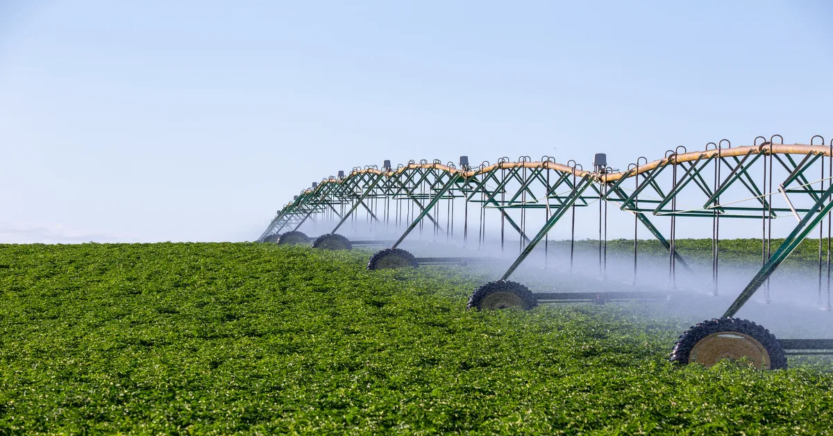A farm irrigation system on wheels covers a large farm field, spraying water over rows of green plants.