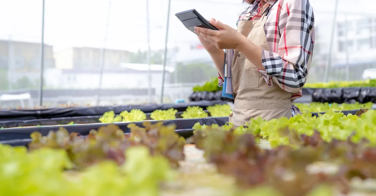 A woman farmer wearing a smock and holding a calculator as she walks by rows of leafy greens growing in a greenhouse.