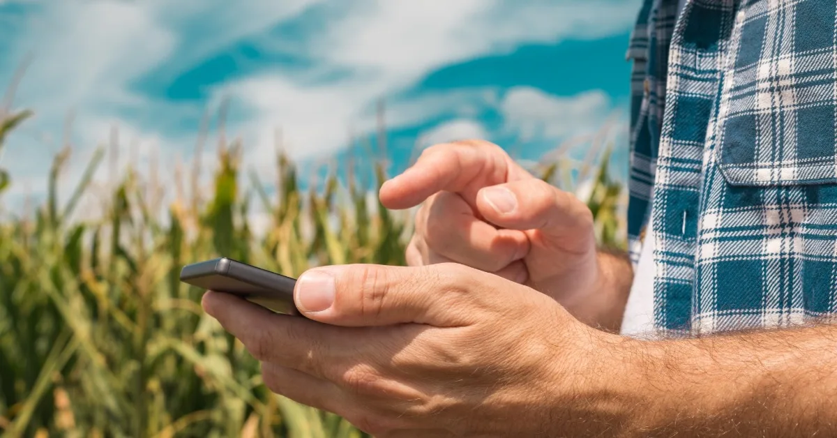 a close-up of a person in a plaid shirt holding a smartphone while standing beside tall corn plants under a blue sky.