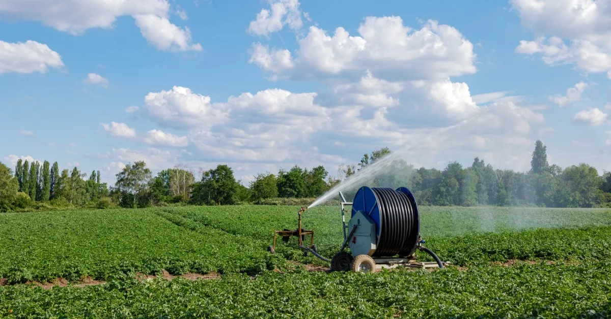 A vast farm of green crops below a bright blue sky. An irrigation hose reel sprinkles water onto the crops.